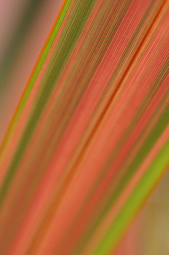 Formium leaf